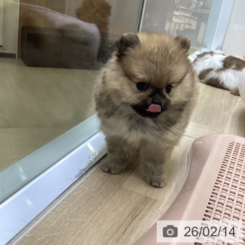 ポメラニアンの写真