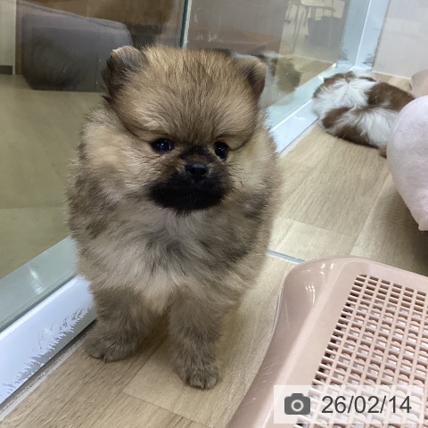 ポメラニアンの写真