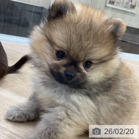 愛知県のポメラニアン (ペットプラス mozoワンダーシティ店/2025年12月14日生まれ/男の子/オレンジ)の子犬の4枚目の画像