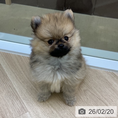 愛知県のポメラニアン (ペットプラス mozoワンダーシティ店/2025年12月14日生まれ/男の子/オレンジ)の子犬の3枚目の画像