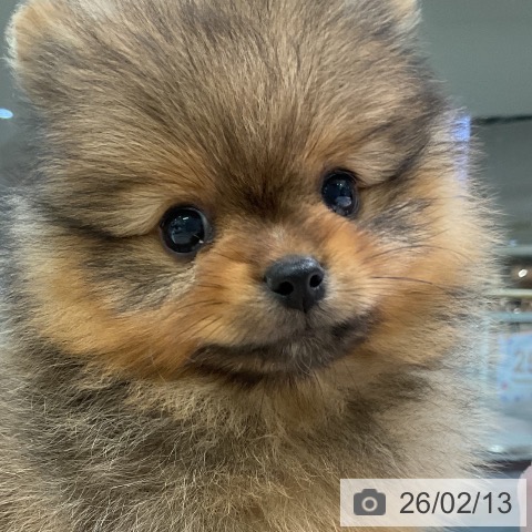 愛知県のポメラニアン (ペットプラス 岡崎店/2025年12月14日生まれ/男の子/オレンジ)の子犬の3枚目の画像