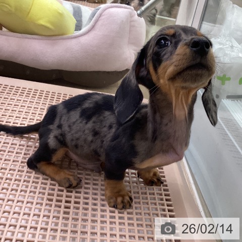 ミニチュア・ダックスフンドの写真