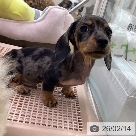 ミニチュア・ダックスフンドの写真