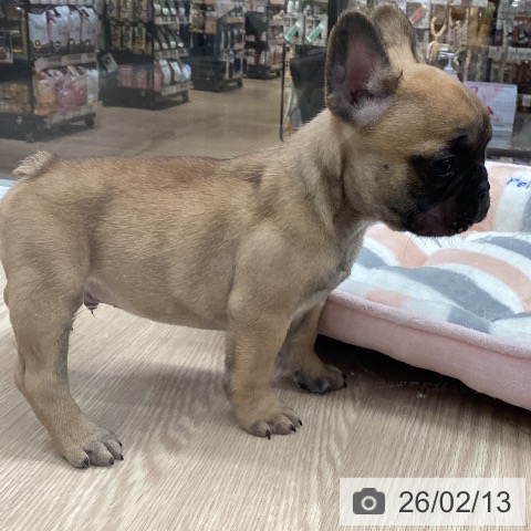 石川県のフレンチブルドッグ (ペットプラス 白山店/2025年12月14日生まれ/男の子/フォーン)の子犬の3枚目の画像