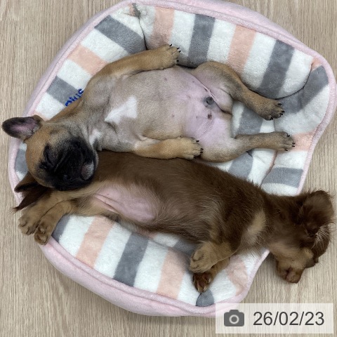 石川県のフレンチブルドッグ (ペットプラス 白山店/2025年12月14日生まれ/男の子/フォーン)の子犬の4枚目の画像