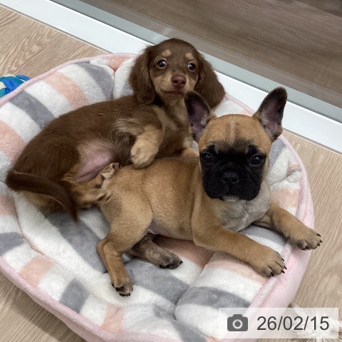 石川県のフレンチブルドッグ (ペットプラス 白山店/2025年12月14日生まれ/男の子/フォーン)の子犬の3枚目の画像