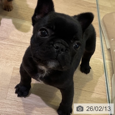 愛知県のフレンチブルドッグ (ペットプラス 岡崎店/2025年12月14日生まれ/女の子/ブリンドル)の子犬の3枚目の画像