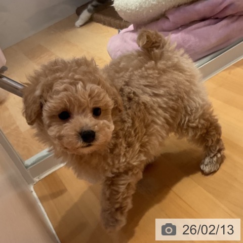 トイ・プードルの写真