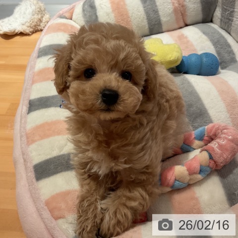愛知県のトイプードル(トイ) (ペットプラス 名古屋茶屋店/2025年12月15日生まれ/男の子/アプリコット)の子犬の4枚目の画像