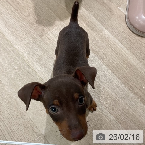 ミニチュア・ピンシャーの写真