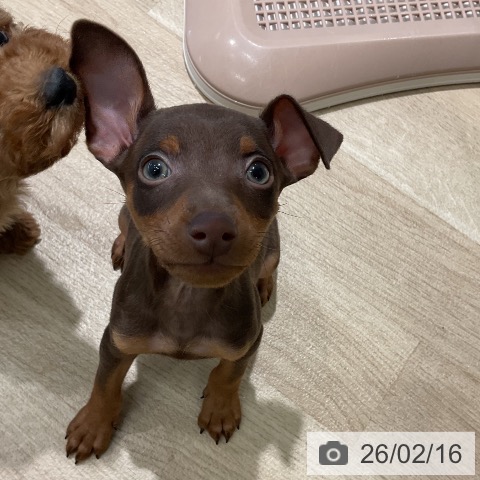 ミニチュア・ピンシャーの写真