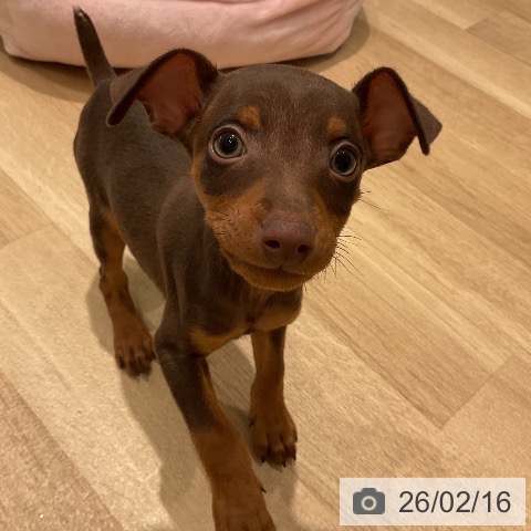 ミニチュア・ピンシャーの写真