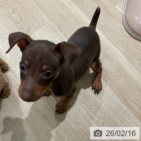 ミニチュア・ピンシャーの写真