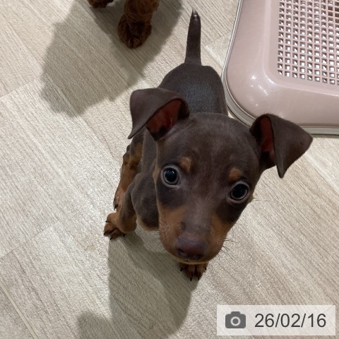 ミニチュア・ピンシャーの写真