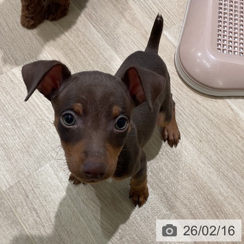 三重県のミニチュアピンシャー (ペットプラス 鈴鹿店/2025年12月15日生まれ/男の子/チョコレートタン)の子犬の4枚目の画像