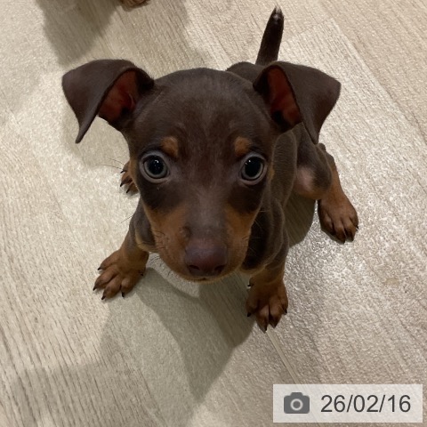 三重県のミニチュアピンシャー (ペットプラス 鈴鹿店/2025年12月15日生まれ/男の子/チョコレートタン)の子犬の3枚目の画像
