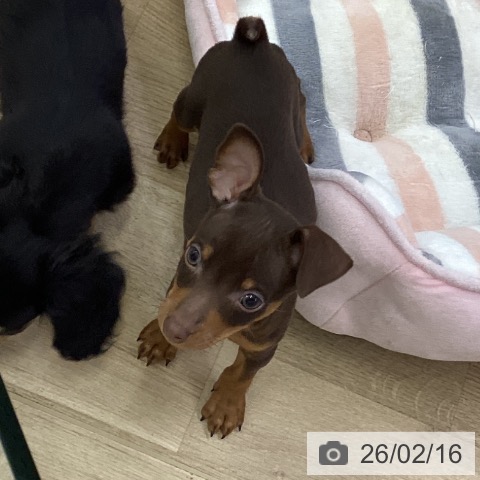 ミニチュア・ピンシャーの写真