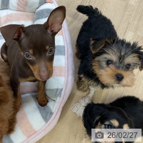 ミニチュア・ピンシャーの写真