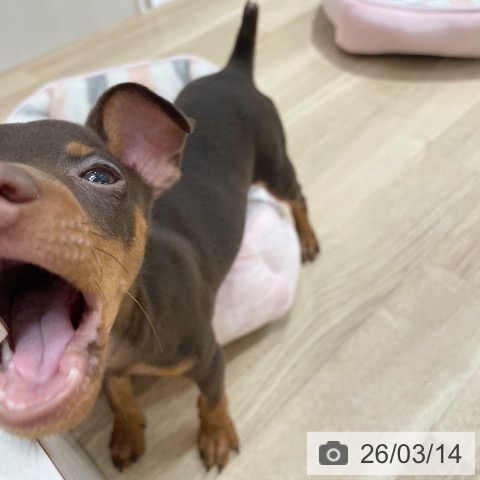 ミニチュア・ピンシャーの写真