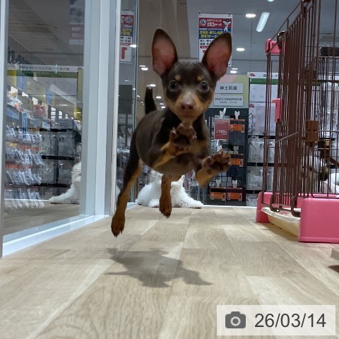 ミニチュア・ピンシャーの写真