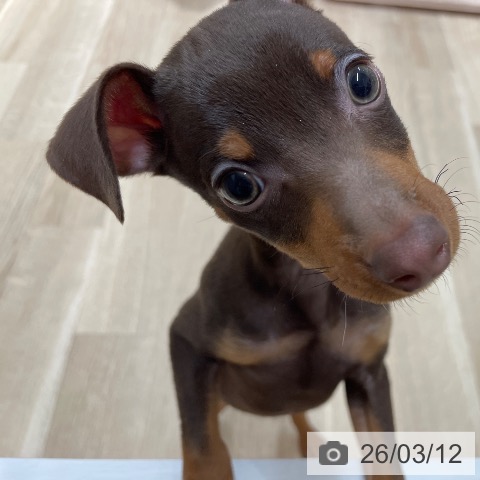 ミニチュア・ピンシャーの写真