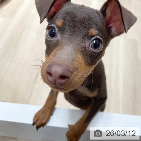 ミニチュア・ピンシャーの写真