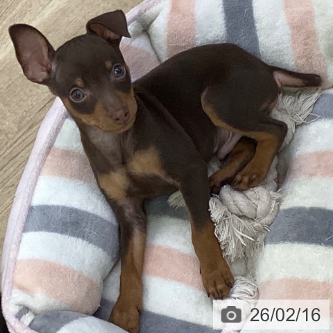 ミニチュア・ピンシャーの写真