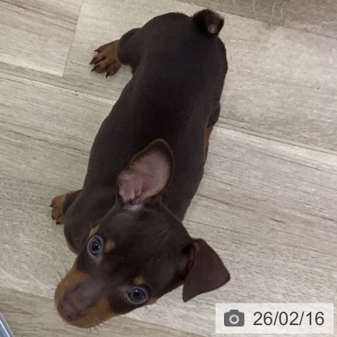 愛知県のミニチュアピンシャー (ペットプラス mozoワンダーシティ店/2025年12月15日生まれ/男の子/チョコレートタン)の子犬の4枚目の画像