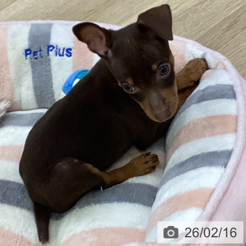 愛知県のミニチュアピンシャー (ペットプラス mozoワンダーシティ店/2025年12月15日生まれ/男の子/チョコレートタン)の子犬の3枚目の画像