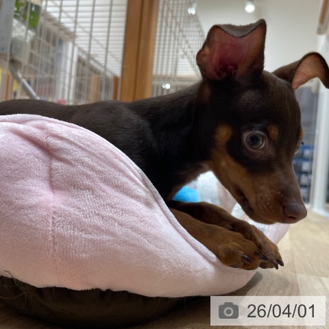 愛知県のミニチュアピンシャー (ペットプラス 上飯田店/2025年12月15日生まれ/男の子/チョコレートタン)の子犬の4枚目の画像