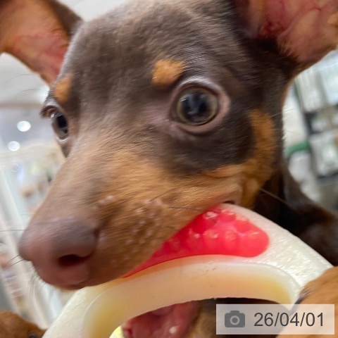 愛知県のミニチュアピンシャー (ペットプラス 上飯田店/2025年12月15日生まれ/男の子/チョコレートタン)の子犬の3枚目の画像