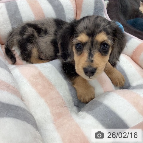 岐阜県のミニチュアダックスフンド(ロング) (ペットプラス 各務原店/2025年12月15日生まれ/男の子/シルバーダップル)の子犬の3枚目の画像