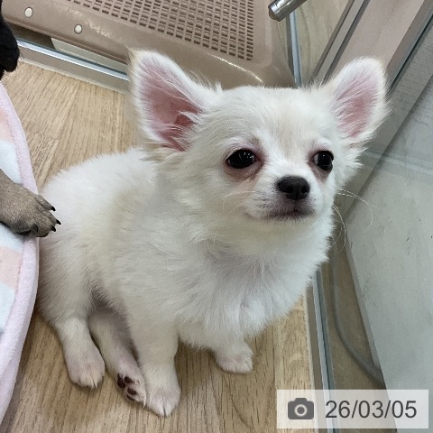 愛知県のチワワ(ロング) (ペットプラス mozoワンダーシティ店/2025年12月14日生まれ/男の子/クリーム)の子犬の4枚目の画像