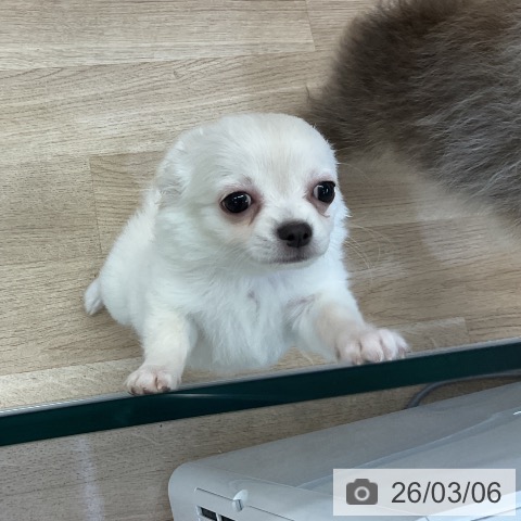 愛知県のチワワ(ロング) (ペットプラス mozoワンダーシティ店/2025年12月14日生まれ/男の子/クリーム)の子犬の3枚目の画像