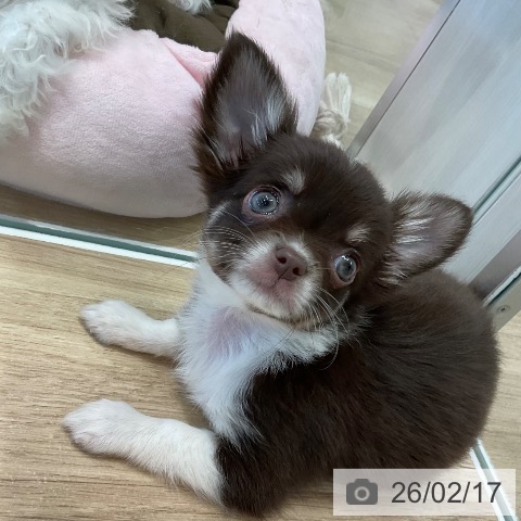 愛知県のチワワ(ロング) (ペットプラス 熱田店/2025年12月13日生まれ/男の子/チョコレートタンホワイト)の子犬の3枚目の画像