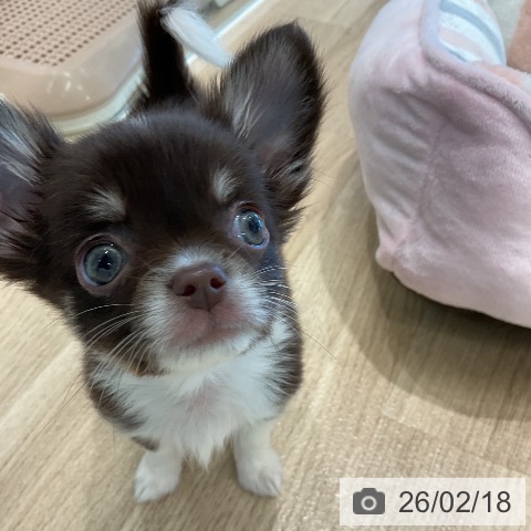 愛知県のチワワ(ロング) (ペットプラス 熱田店/2025年12月13日生まれ/男の子/チョコレートタンホワイト)の子犬の3枚目の画像