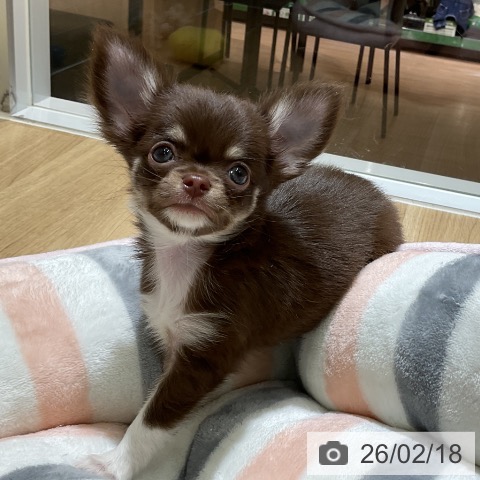 愛知県のチワワ(ロング) (ペットプラス イオンモール豊川店/2025年12月13日生まれ/男の子/チョコレートタンホワイト)の子犬の4枚目の画像