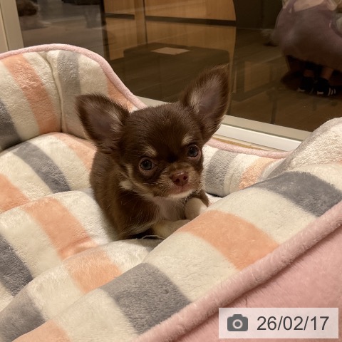 愛知県のチワワ(ロング) (ペットプラス イオンモール豊川店/2025年12月13日生まれ/男の子/チョコレートタンホワイト)の子犬の3枚目の画像