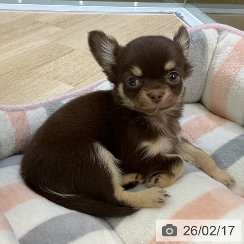 愛知県のチワワ(ロング) (ペットプラス mozoワンダーシティ店/2025年12月13日生まれ/女の子/チョコレートタン)の子犬の3枚目の画像