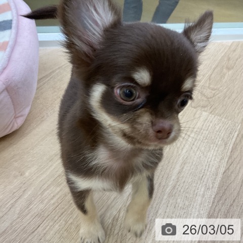愛知県のチワワ(ロング) (ペットプラス mozoワンダーシティ店/2025年12月13日生まれ/女の子/チョコレートタン)の子犬の4枚目の画像