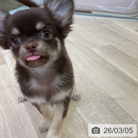 愛知県のチワワ(ロング) (ペットプラス mozoワンダーシティ店/2025年12月13日生まれ/女の子/チョコレートタン)の子犬の3枚目の画像