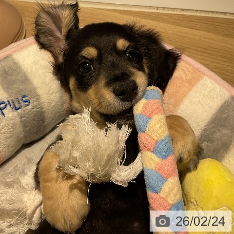 愛知県のミニチュアダックスフンド(ロング) (ペットプラス イオンモール豊川店/2025年12月12日生まれ/男の子/ブラックイエロー)の子犬の4枚目の画像