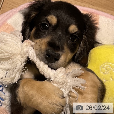 愛知県のミニチュアダックスフンド(ロング) (ペットプラス イオンモール豊川店/2025年12月12日生まれ/男の子/ブラックイエロー)の子犬の3枚目の画像