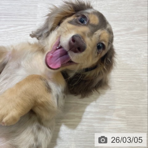 富山県のミニチュアダックスフンド(ロング) (ペットプラス 高岡店/2025年12月12日生まれ/男の子/チョコレートダップル)の子犬の4枚目の画像