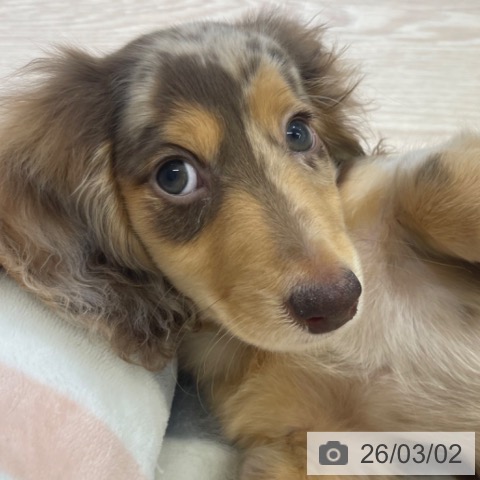 富山県のミニチュアダックスフンド(ロング) (ペットプラス 高岡店/2025年12月12日生まれ/男の子/チョコレートダップル)の子犬の3枚目の画像