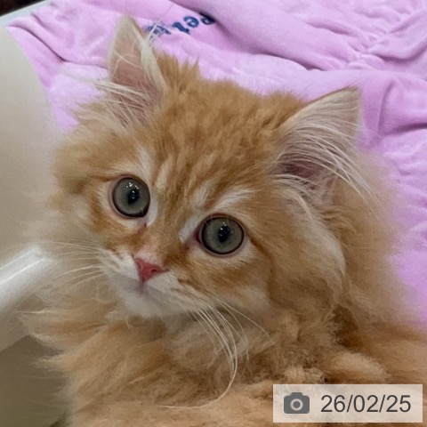 福井県のスコティッシュフォールド (ペットプラス 福井店/2025年11月20日生まれ/男の子/レッドタビー)の子猫の4枚目の画像