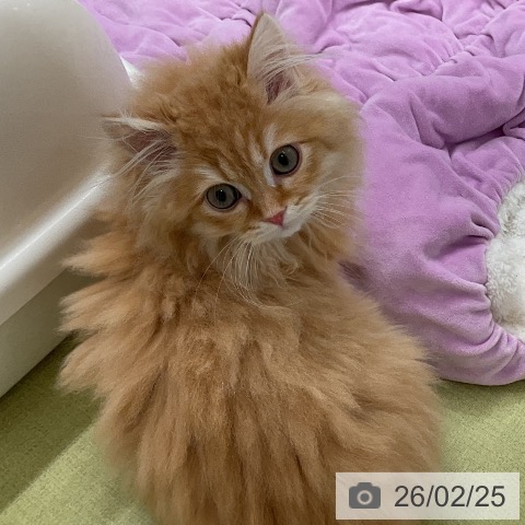 福井県のスコティッシュフォールド (ペットプラス 福井店/2025年11月20日生まれ/男の子/レッドタビー)の子猫の3枚目の画像