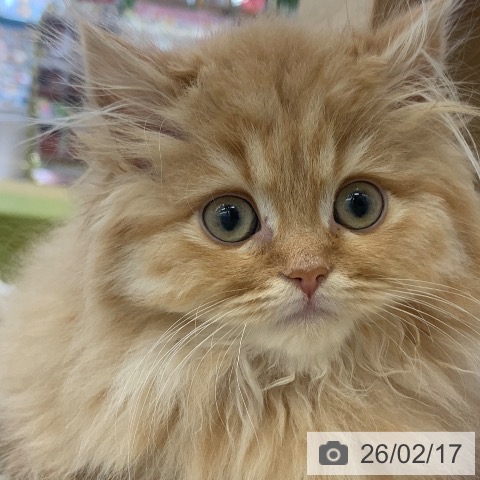 岐阜県のスコティッシュフォールド (ペットプラス 光ケ丘店/2025年11月20日生まれ/男の子/レッドタビー)の子猫の3枚目の画像