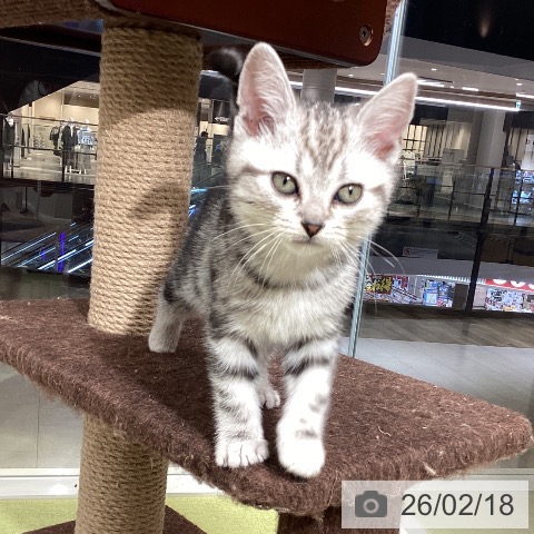 アメリカンショートヘアの写真