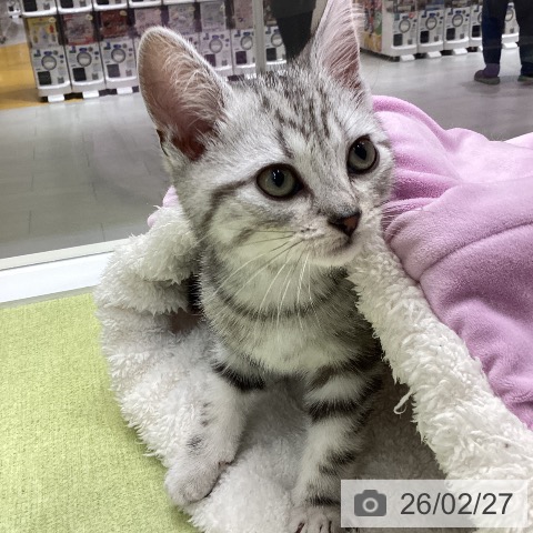 石川県のアメリカンショートヘアー (ペットプラス 白山店/2025年12月10日生まれ/男の子/シルバータビー)の子猫の3枚目の画像